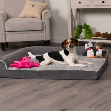 A small, black, white, and brown beagle lays in a fuzzy texture suede grey and white furhaven dog bed with a pink vampire squid soft plush toy and a otter and penguin plush toy wearing suites.