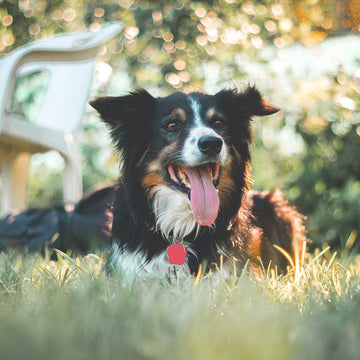 A dog lying in some sunlit grass surrounded by bushes and trees at FurHaven Pet Products 