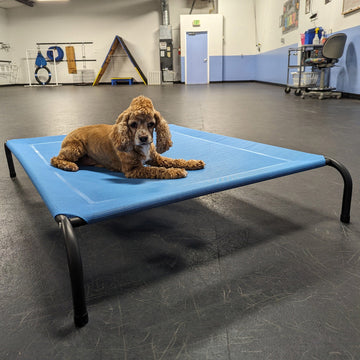 a dog laying down on a furhaven water resistant cot