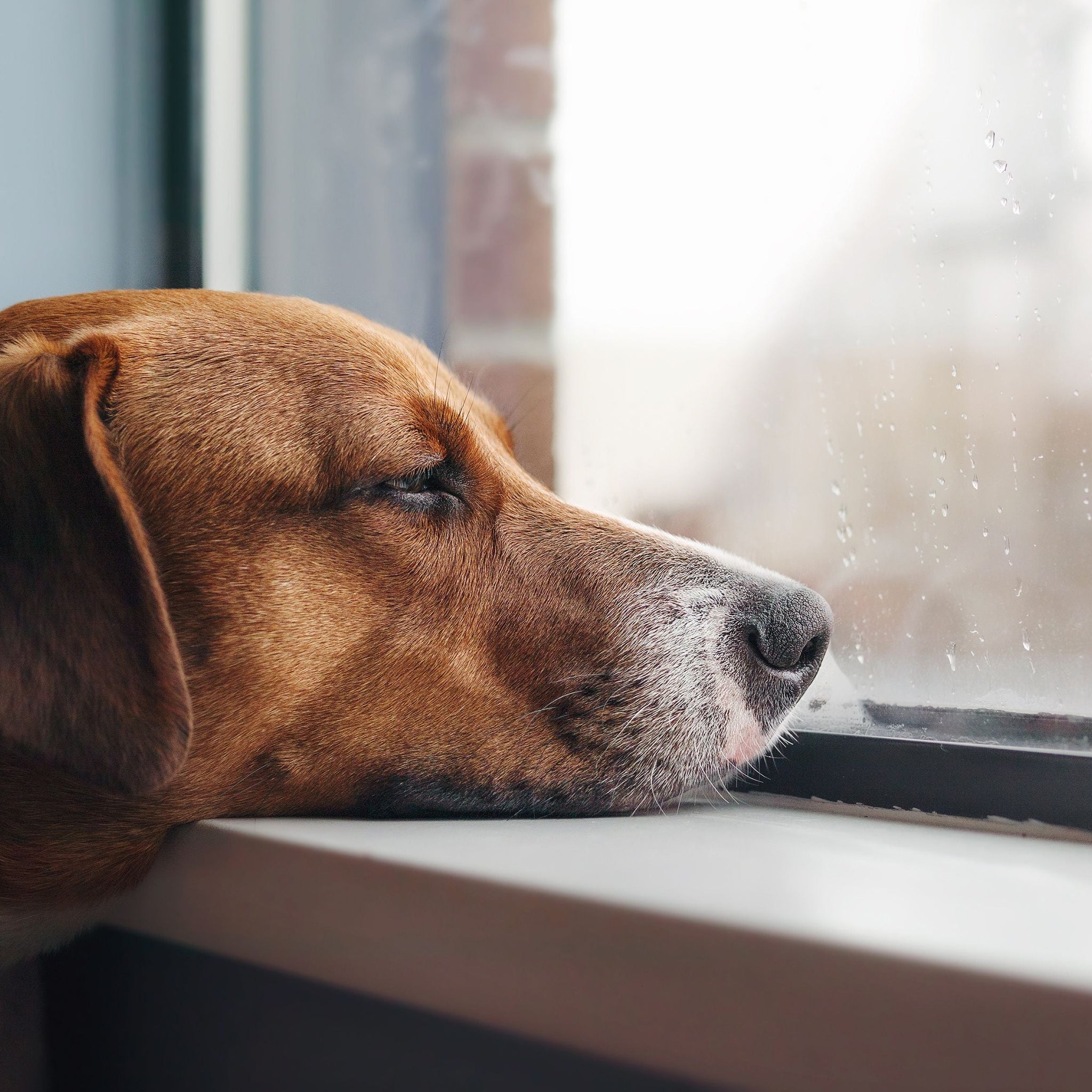 How To Fight Seasonal Depression With Your Pet