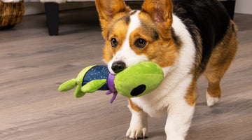 A corgi holding Cosmo, one of the FurHaven Galactic Dandies