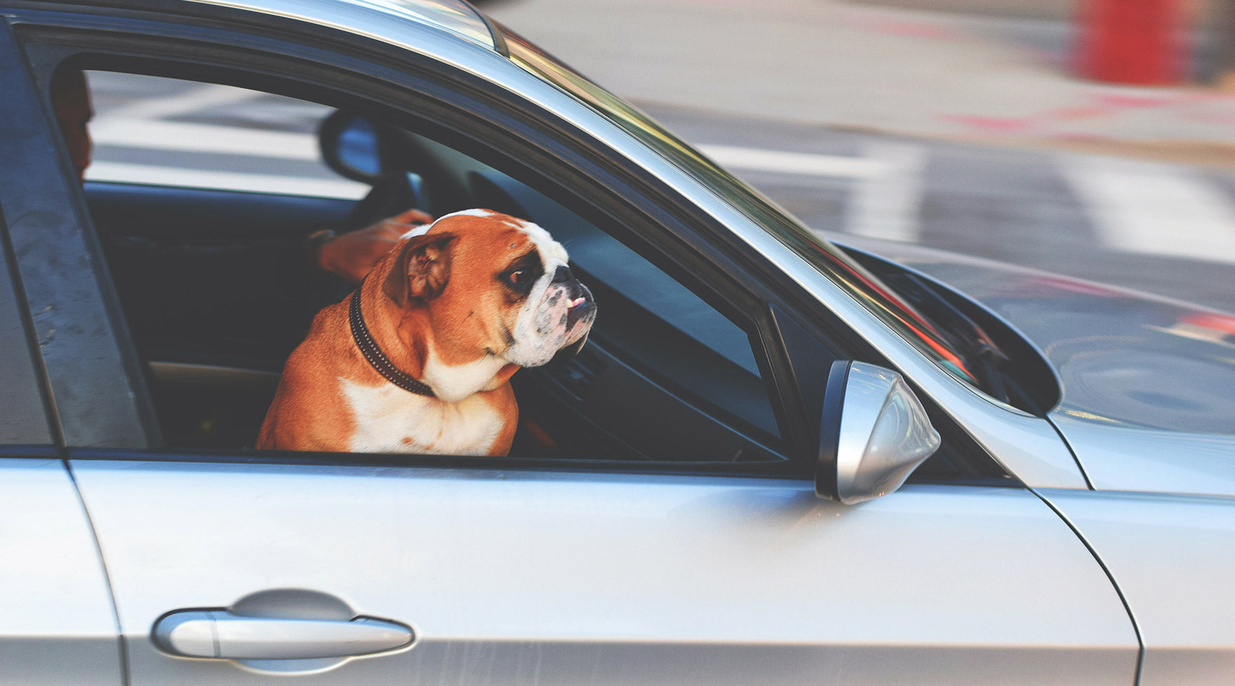 A bulldog in a car. 