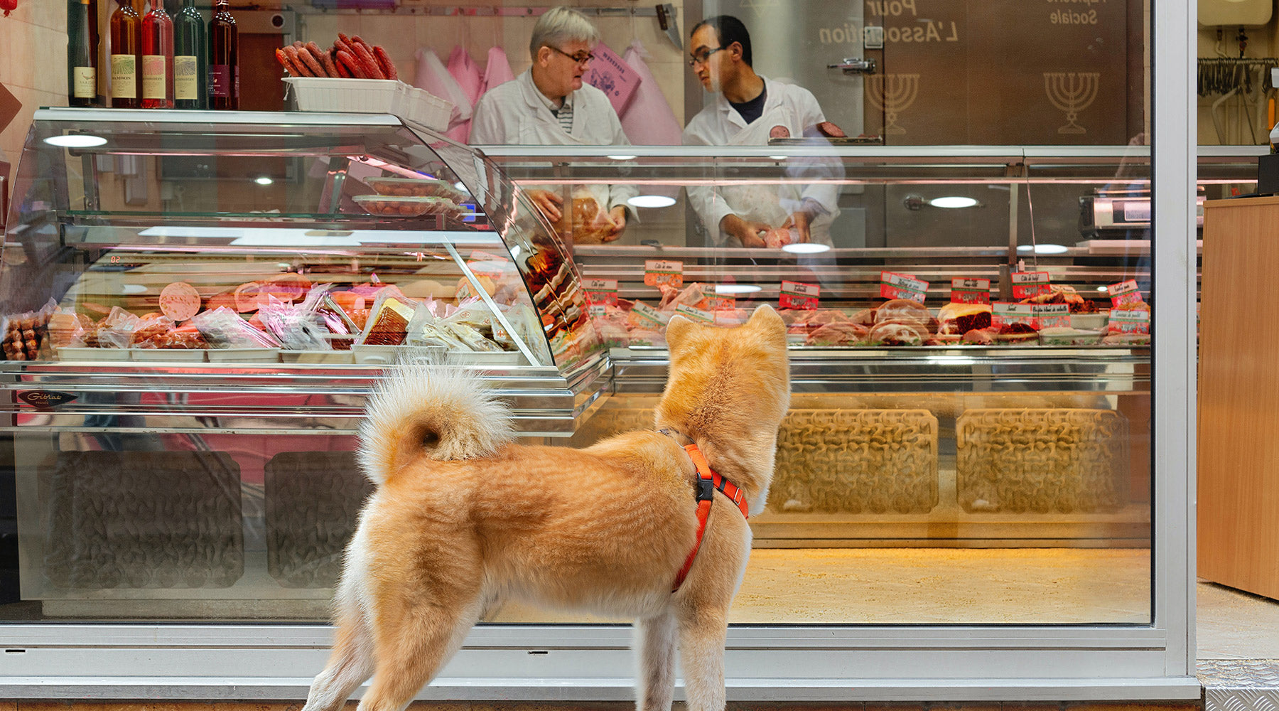 A orange-yellow dog staring into the front window of a food store from FurHaven Pet Products