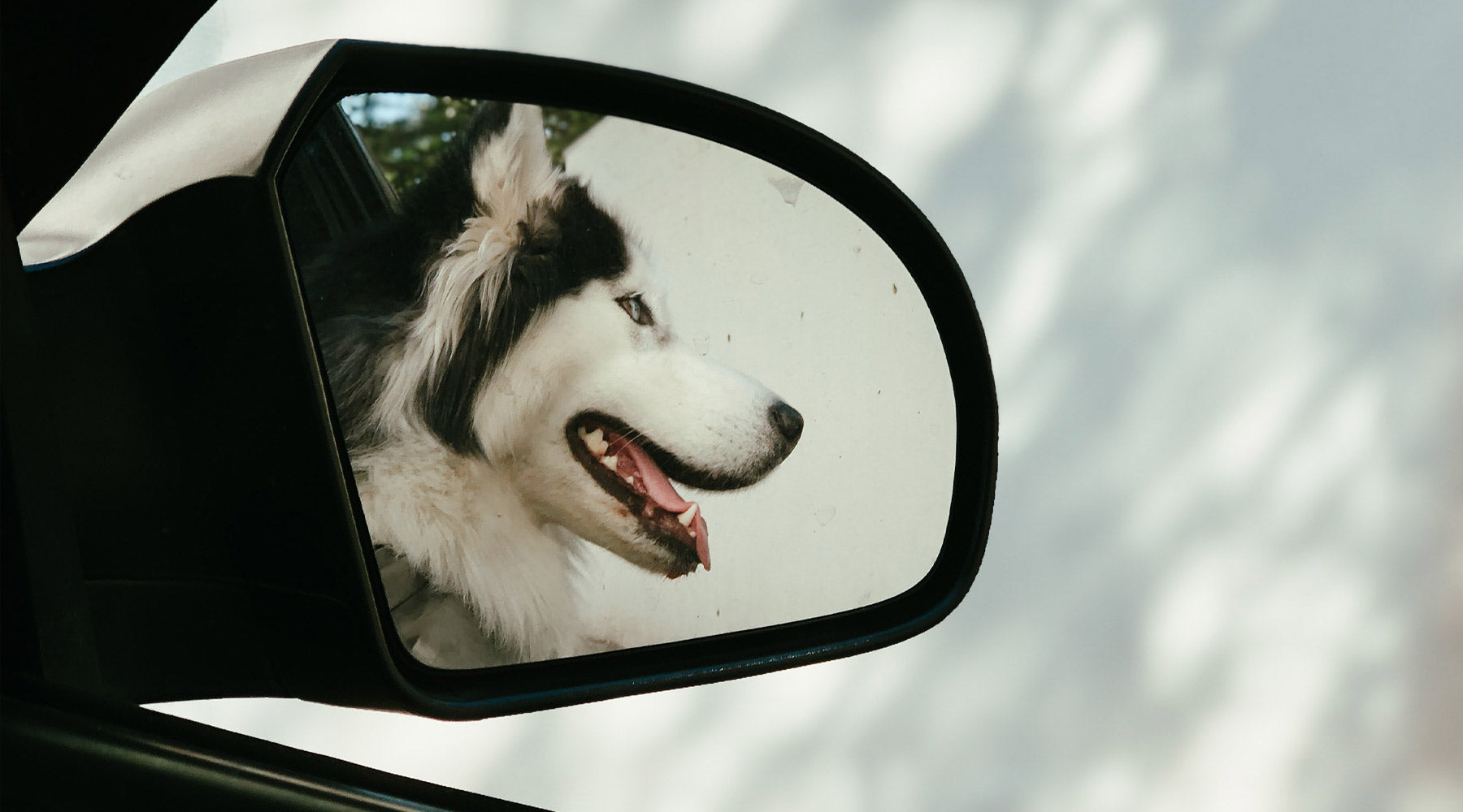 Dog in car mirror hanging out of window 