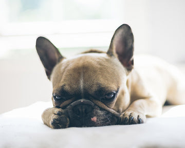 A small brown bulldog lying on a white cushion at FurHaven Pet Products