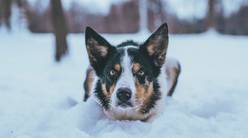 A dog crouched in the snow at FurHaven Pet Products