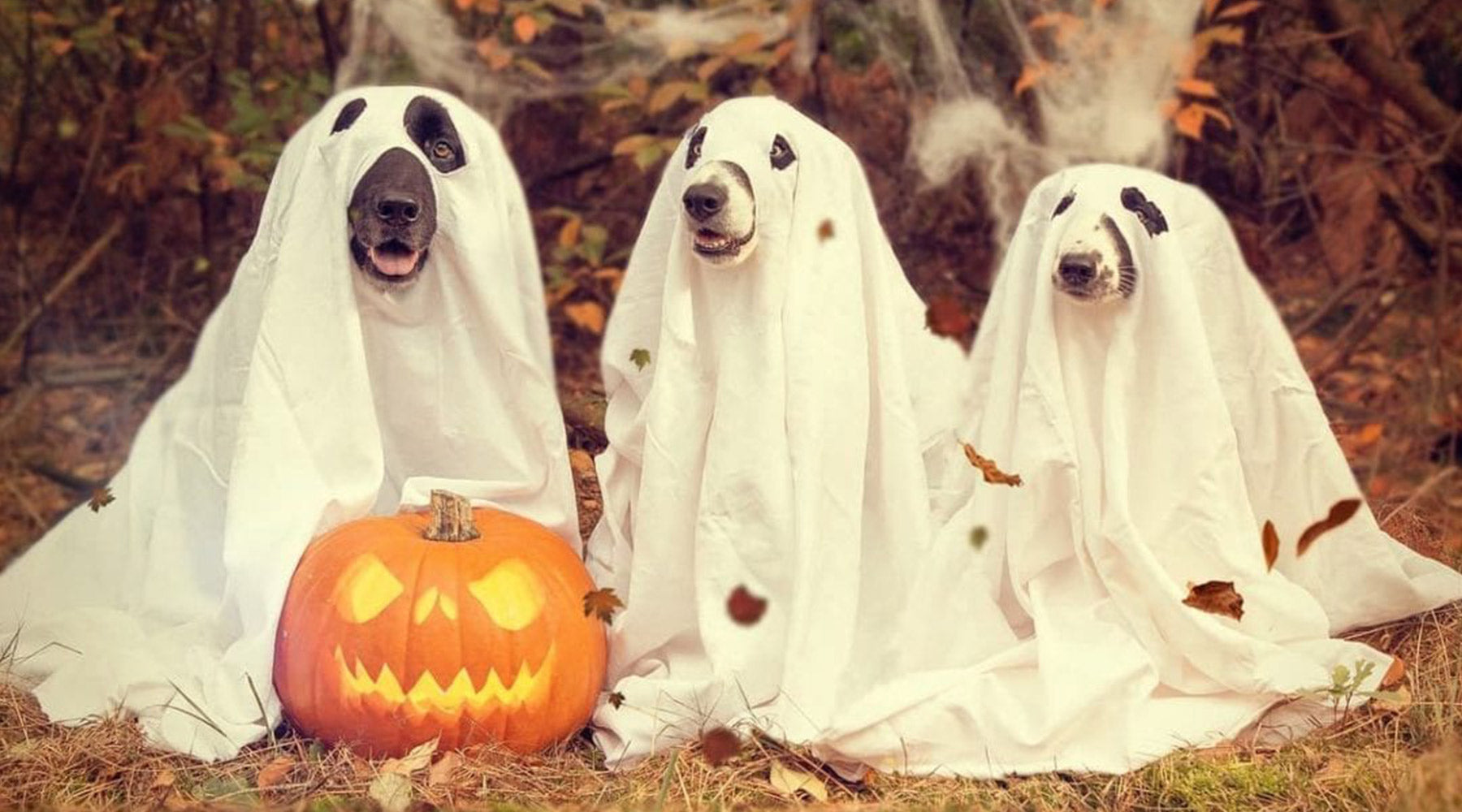 Three dogs in spooky Halloween ghost costumes with a pumpkin in fall at FurHaven Pet Products