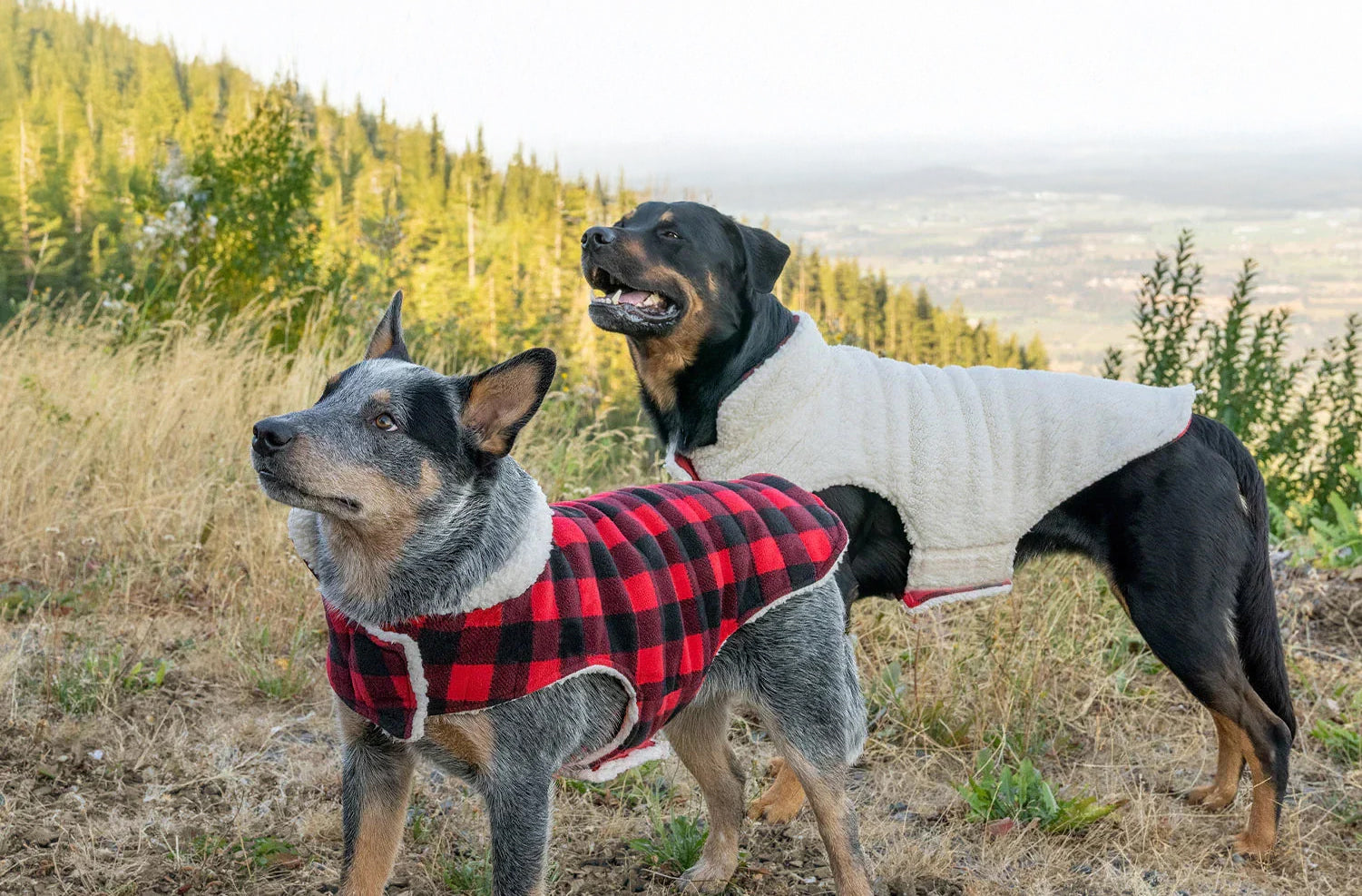 slider image slider_item_YTq8b3